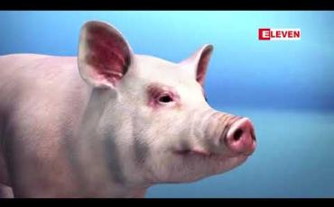 Embedded thumbnail for တောင်ကိုရီးယားနိုင်ငံမှ ဝက်သားတင်သွင်းမှုများကို တရုတ်တားမြစ်  