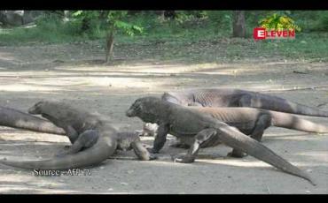Embedded thumbnail for ကိုမိုဒို ဖွတ်နဂါးများ (komodo dragon) နေထိုင်ရာ ကျွန်းကို အင်ဒိုနီးရှားက ယာယီပိတ်ထားဖွယ်ရှိ 