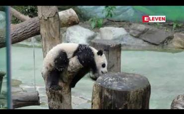 Embedded thumbnail for ဒုတိယမြောက် ထိုင်ဝမ်ဖွား ပန်ဒါဝက်ဝံပေါက်လေးအား မိတ်ဆက် 