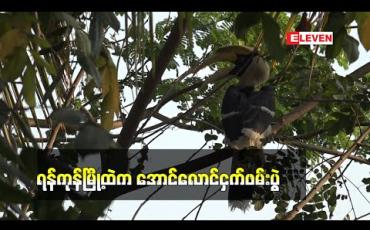 Embedded thumbnail for ရန်ကုန်မြို့ထဲက အောင်လောင်ငှက်ဖမ်းပွဲ (ရုပ်သံ)