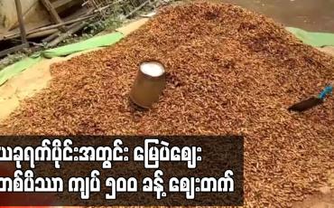 Embedded thumbnail for ယခုရက်ပိုင်းအတွင်း မြေပဲဈေး တစ်ပိဿာ ကျပ် ၅၀၀ ခန့် ဈေးတက်