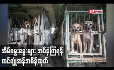 Embedded thumbnail for အိမ်မွေးခွေးများအပ်နှံကြဖို့မြောက်ကိုရီးယားခေါင်းဆောင် ကင်ဂျုံအန်အမိန့်ထုတ် 