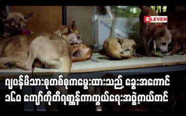 Embedded thumbnail for ဂျပန်မိသားစုတစ်စုကမွေးထားသည့် ခွေးအကောင် ၁၆၀ ကျော်ကို တိရစ္ဆာန်ကာကွယ်ရေးအဖွဲ့ကယ်တင် 