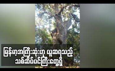 Embedded thumbnail for မြန်မာနိုင်ငံတွင် အကြီးဆုံးဟု ယူဆရသည့် သစ်ဆိပ်ပင်ကြီးကို ညောင်ရွှေမြို့နယ်တွင် တွေ့ရှိ