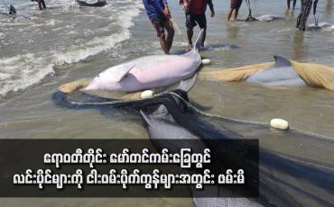 Embedded thumbnail for ဧရာဝတီတိုင်း မော်တင်ကမ်းခြေတွင် လင်းပိုင်များကို ငါးဖမ်းပိုက်ကွန်များအတွင်း ဖမ်းမိ