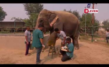 Embedded thumbnail for အိန္ဒိယနိုင်ငံတွင် ဆင်ဆေးရုံံတစ်ရုံ ပထမဆုံးအကြိမ် ဖွင့်လှစ် (ရုပ်သံ) 