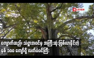Embedded thumbnail for ကျောက်ဆည်၊ သံရွာအဝင်ရှိ နှစ် ၁၀၀ ကျော်ခန့်သက်တမ်းရှိ လက်ပံပင်ကြီးအားထိန်းသိမ်းရန် သစ်တောဦးစီးဌာနက တိုင်းတာမှု များ ပြုလုပ်