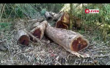 Embedded thumbnail for မြန်မာနိုင်ငံ မြောက်ဖျားပိုင်းက သစ်မှောင်ခိုများ နောက်ထပ်ဝင်လာခြင်း မရှိသလို အဝင်လည်း မခံတော့ဟု ကချင်ပြည်နယ် လုံ/နယ်ဝန်ကြီးပြော