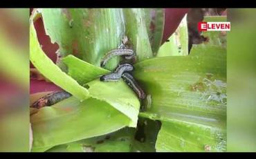Embedded thumbnail for ဧရာဝတီတိုင်းအတွင်းရှိ ပြောင်းစိုက်ခင်းများတွင် ငမြှောင်တောင်ပိုး မျိုးစိတ်အသစ်ဖြစ်သည့် Fall Armyworm  ပိုးနှိမ်နင်းရေးအတွက် ပြည်ထောင်စုမှ ရန်ပုံငွေ ကျပ်သိန်းငါးရာ ထောက်ပံ့ထား