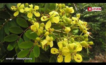 Embedded thumbnail for Natural Healing (ရုပ်သံအစီအစဉ်) 