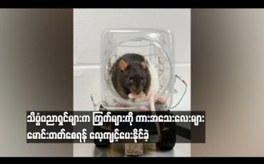 Embedded thumbnail for  သိပ္ပံပညာရှင်များက ကြွက်များကို ကားအသေးလေးများမောင်းတတ်စေရန် လေ့ ကျင့်ပေးနိုင်ခဲ့ (ရုပ်သံ)