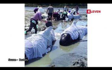 Embedded thumbnail for နယူးဇီလန်နိုင်ငံ နော့သ်အိုင်းလန်းကျွန်းတွင် ဝေလငါးများ အုပ်လိုက်သောင်တင်မှု ဖြစ်ပွားပြီးနောက် အကောင်ရေ တစ်ဒါဇင်ကျော် သေဆုံး 