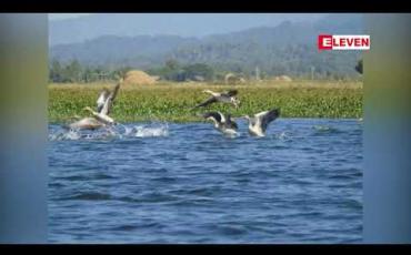 Embedded thumbnail for ကချင်ပြည်နယ်၊အင်းတော်ကြီးအိုင်သို့ ယခုနှစ်အတွက် ဆောင်းခိုငှက်များစတင်ဝင်ရောက်