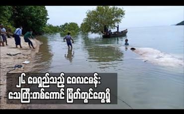 Embedded thumbnail for ၂၆ ပေရှည်သည့် ဝေလငမန်း သေကြီးတစ်ကောင် ကျွန်းစုမြို့နယ်၊ဝဲကျွန်းအနီးတွင်တွေ့ရှိ