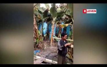Embedded thumbnail for လူမှုအဖွဲ့အစည်း ၁၁ ခုက တစ်နှစ်နီးပါးကြာ သုတေသနပြုလုပ်မှုအရ ဧရာဝတီအရှေ့ကမ်း ဝိုင်းမော်ဒေသတွင် တစ်သျှူးငှက်ပျော စိုက်ဧက ၁၄၀၀၀၀ ကျော် ရှိနေဟုဆို 