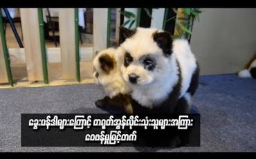 Embedded thumbnail for ခွေးပန်ဒါများကြောင့်တရုတ်အွန်လိုင်းသုံးသူများအကြားဝေဖန်မှုမြင့်တက်