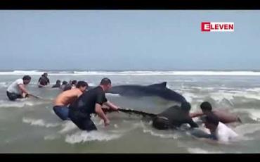 Embedded thumbnail for ပီရူးနိုင်ငံရှိ ကမ်းခြေတစ်ခုတွင် သောင်တင်နေသည့် ဝေလငါးကြီးကို ဒေသခံများက ကြိုးကြိုးစားစား ကယ်တင် ပေးခဲ့ 