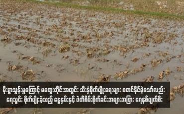 Embedded thumbnail for ဆိုင်ကလုန်းမိုခါ အရှိန်ဖြင့် မိုးရွာသွန်းမှုကြောင့် မကွေးတိုင်းအတွင်း သီးနှံစိုက်ပျိုးရေးများ စတင်နိုင်ခဲ့သော်လည်း ရေသွင်း စိုက်ပျိုးခဲ့သည့် နွေနှမ်းနှင့် ပဲတီစိမ်းစိုက်ခင်းအများအပြား ရေနစ်ပျက်စီး