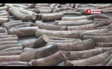 Embedded thumbnail for စင်ကာပူဒေါ်လာ ၆၆ သန်းတန်ဖိုးရှိဆင်စွယ်နှင့် သင်းခွေချပ်အကြေးခွံများကို စင်ကာပူတွင် သိမ်းဆည်းရမိ 