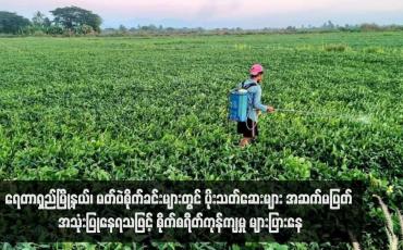 Embedded thumbnail for ရေတာရှည်မြို့နယ်၊ မတ်ပဲစိုက်ခင်းများတွင် ပိုးသတ်ဆေးများ အဆက်မပြတ် အသုံးပြုနေရသဖြင့် စိုက်စရိတ်ကုန်ကျမှု များပြားနေ