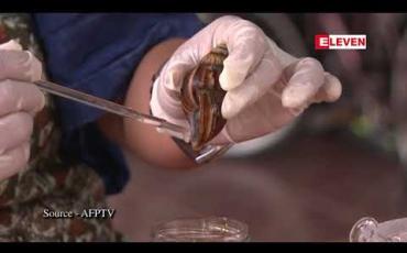 Embedded thumbnail for အလှကုန်များတွင် အသုံးပြုရန် ခရုအကျိအချွဲထုတ်ယူသည့် လုပ်ငန်းကြောင့် ထိုင်းတောင်သူများ ဝင်ငွေတိုးပွားနေ 