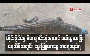 Embedded thumbnail for ထိုင်းနိုင်ငံမှ မိကျောင်းသုံးကောင် ဝယ်ယူလာ ပြီးနေအိမ်အတွင်း မွေးမြူထားသူ အရေးယူခံရ (ရုပ်သံ)