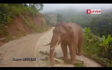 Embedded thumbnail for တရုတ်နိုင်ငံ၊ ယူနန်ပြည်နယ်ရှိ မိုတယ်တစ်ခုအတွင်းသို့ တောဆင်ရိုင်းတစ်ကောင် ဝင်ရောက်မှုဖြစ်ပွား 