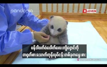 Embedded thumbnail for မီးခိုးရောင်စပ်ကြား ပန်ဒါဝက်ဝံပေါက်လေးကျိရှောင်ကို တရုတ်စားသောက်ကုန်လုပ်ငန်းတစ်ခုက မွေးစား 