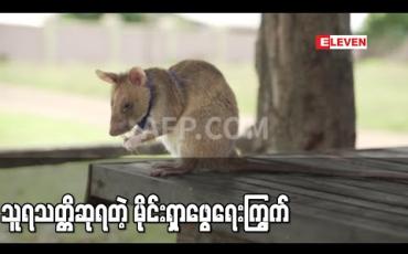 Embedded thumbnail for မိုင်းရှာဖွေရေးကြွက် မာဂါဝါ ဗြိတိန်တွင် တိရစ္ဆာန်များအားပေးသည့် သူရသတ္တိဆု ရရှိ 