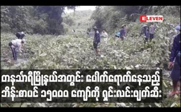 Embedded thumbnail for တနင်္သာရီမြို့နယ်အတွင်း ပေါက်ရောက်နေသည့် ဘိန်းစာပင် ၁၅၀၀၀ ကျော်ကို အစိုးရအဖွဲ့နှင့် KNU ပူးပေါင်းရှင်းလင်း ဖျက်ဆီး 