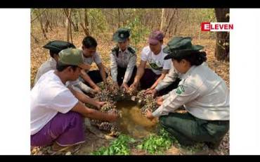 Embedded thumbnail for မျိုးသုဉ်းလုနီးရှားပါးကြယ်လိပ် ၆၅၀ ကောင်ကို စ၊ ဓ၊ ဗ၊ ဝ စမကြီးလေးလုံး ရေးထိုးပြီးရွှေစက်တော် သဘာဝ ဘေးမဲ့တောအတွင်းသို့ လွှတ်ပေး 