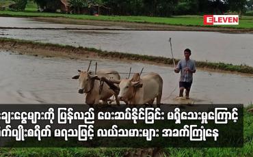 Embedded thumbnail for မိုးစပါး စိုက်ပျိုးစရိတ် ထပ်မံ မရရှိသည့်အတွက် လယ်သမားများ အခက်ကြုံနေ