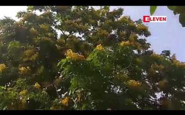 Embedded thumbnail for ယနေ့နံနက်ပိုင်း ရန်ကုန်မြို့နေရာအနှံ့အပြားတွင် ပိတောက်ပန်းများ ဖူးပွင့်ခဲ့ 