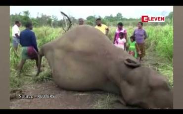 Embedded thumbnail for သီရိလင်္ကာစစ်တပ်နှင့် ရဲတပ်ဖွဲ့က သစ်တောကြိုးဝိုင်းထဲတွင် အဆိပ်မိသေဆုံးနေပုံရသည့် ဆင်