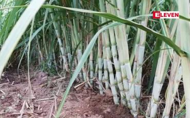 Embedded thumbnail for ပြည်ပသကြားဈေးနှုန်းမြင့်တက်လာပြီး အဝင်နည်းခြင်းကြောင့် ပြည်တွင်းသကြားဈေး မြင့်တက်လာ 