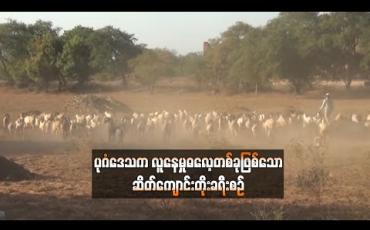 Embedded thumbnail for ပုဂံဒေသက လူနေမှုဓလေ့တစ်ခုဖြစ်သော ဆိတ်ကျောင်းတိုးခရီးစဉ် (ရုပ်သံ)