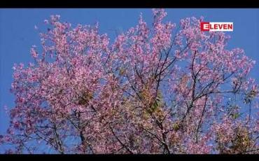 Embedded thumbnail for ချယ်ရီပန်းတွေဝေနေတဲ့တောင်ကြီးမြို့ (ရုပ်သံ)