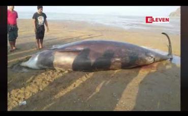 Embedded thumbnail for ရေးမြို့နယ် ဇီးဖြူသောင်ကျေးရွာအနီး ရေပေါ်သောင်တွင် အလျား ၁ရပေရှိ လင်းပိုင်အမ တစ်ကောင်သောင်တင်သေဆုံး