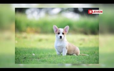 Embedded thumbnail for corgi အမျိုးအစား ဘေဘီပု Hello Pets