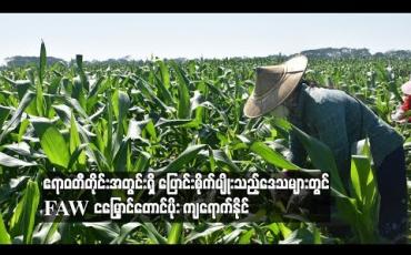 Embedded thumbnail for ဧရာဝတီတိုင်းအတွင်းရှိ ပြောင်းစိုက်ပျိုးသည့်ဒေသများတွင် FAW ငမြှောင်တောင်ပိုး ကျရောက်နိုင်ဟု စိုက်ပျိုးရေးဌာန ထုတ်ပြန် (ရုပ်သံ)