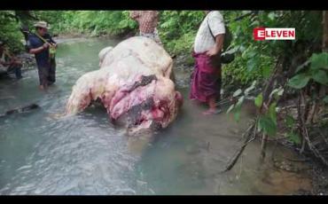 Embedded thumbnail for ဧရာဝတီတိုင်းအတွင်းတောဆင်ရိုင်းများမျိုးတုန်းမပျောက်ကွယ်စေရန်နှင့် ဆင်သတ်မုဆိုးများရန်မှကာကွယ် နိုင်ရန် အခြေစိုက်စခန်း ၆ ခုဖွင့်လှစ်၍ ကာကွယ်စောင့်ရှောက်နေ