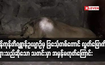 Embedded thumbnail for ရန်ကုန်တိရစ္ဆာန်ဥယျာဉ်မှ ခြင်္သေ့တစ်ကောင် လွတ်မြောက်သွားသည်ဟု Facebook လူမှုကွန်ရက်တွင် ပျံ့နှံ့နေသည့် သတင်းမှာ အမှန်မဟုတ်ကြောင်း Yangon Zoo Facebook လူမှုကွန်ရက် Page မှတဆင့်ဇူလိုင် ၂၂ ရက် တွင် ပြန်လည် ရှင်းလင်းဖော်ပြထားပါတယ်၊