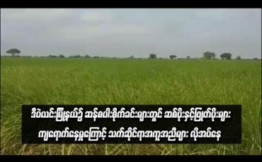 Embedded thumbnail for  ဒီပဲယင်းမြို့နယ်၌ ဆန်စပါးစိုက်ခင်းများတွင် ဆစ်ပိုးများနှင့်ဖြုတ်ပိုးများ ကျရောက်နေမှုကြောင့် သက်ဆိုင်ရာ၏အကူအညီများ လိုအပ်နေဟု ဆို