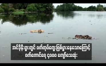 Embedded thumbnail for  အင်ဒိုနီးရှားတွင် ဝက်တုပ်ကွေး ဖြစ်ပွားနေသောကြောင့် ဝက်ကောင်ရေ ၄၀၀၀ ကျော် သေဆုံး