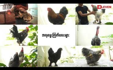 Embedded thumbnail for Hello Pets