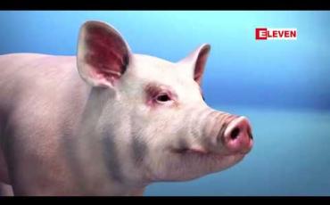 Embedded thumbnail for ဂျပန်သို့ အာဖရိကဝက်တုပ်ကွေး ပျံ့နှံ့လာနိုင်ဖွယ်ရှိဟု ဂျပန်စိုက်ပျိုးရေးဝန်ကြီးဌာန သတိပေး 