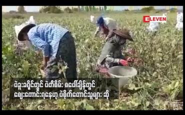 Embedded thumbnail for ပဲခူးခရိုင်တွင် ပဲတီစိမ်းစပေါ်ချိန်တွင် စျေးကောင်းရနေဟု ပဲစိုက်တောင်သူများဆို 