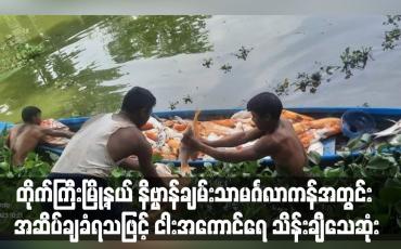 Embedded thumbnail for တိုက်ကြီးမြို့နယ် နိဗ္ဗာန်ချမ်းသာမင်္ဂလာကန်အတွင်း အဆိပ်ချခံရသဖြင့် ငါးအကောင်ရေ သိန်းချီသေဆုံး