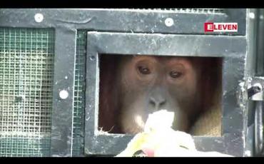 Embedded thumbnail for မှောင်ခိုကူးခံရသည့် ဆူမားတြား အော်ရန်အူတန် လူဝံနှစ်ကောင်ကို အင်ဒိုနီးရှားသို့ ထိုင်းနိုင်ငံမှ ပြန်လွှဲပြောင်းပေး