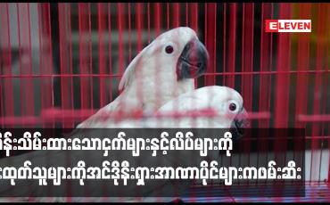 Embedded thumbnail for ထိန်းသိမ်းကာကွယ်ထားသော ငှက်များနှင့်လိပ်များကို ခိုးထုတ်ရန်ကြိုးပမ်းသူများကိုဖမ်းဆီး